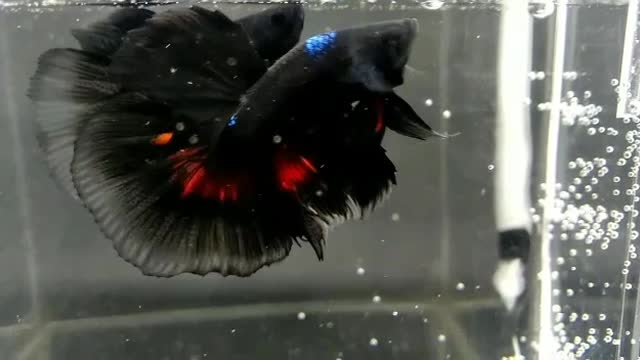 Halfmoon betta fish avatar