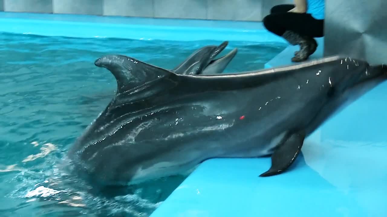 Dolphins swim in the pool. Waiting for feeding