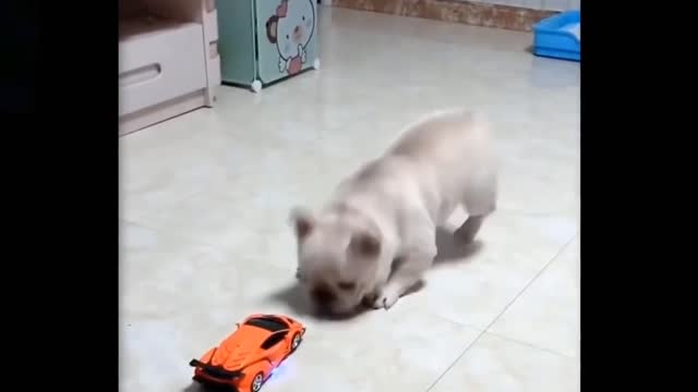 Dog vs mini robot