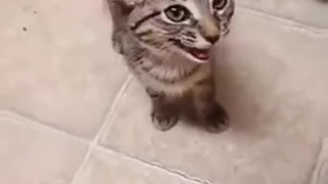 The cat talked to me (Funny cat video 2021)