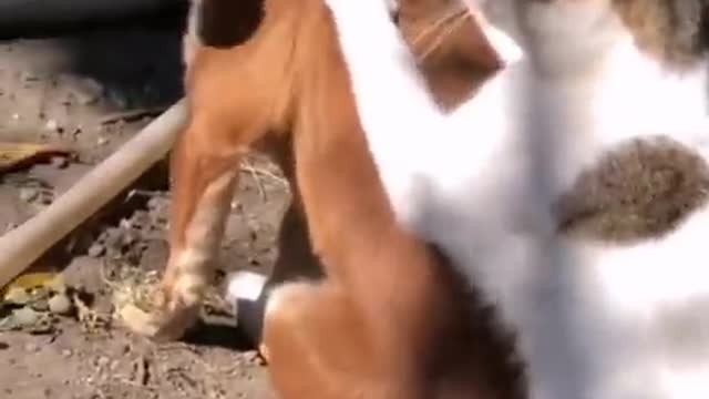 Funny cats