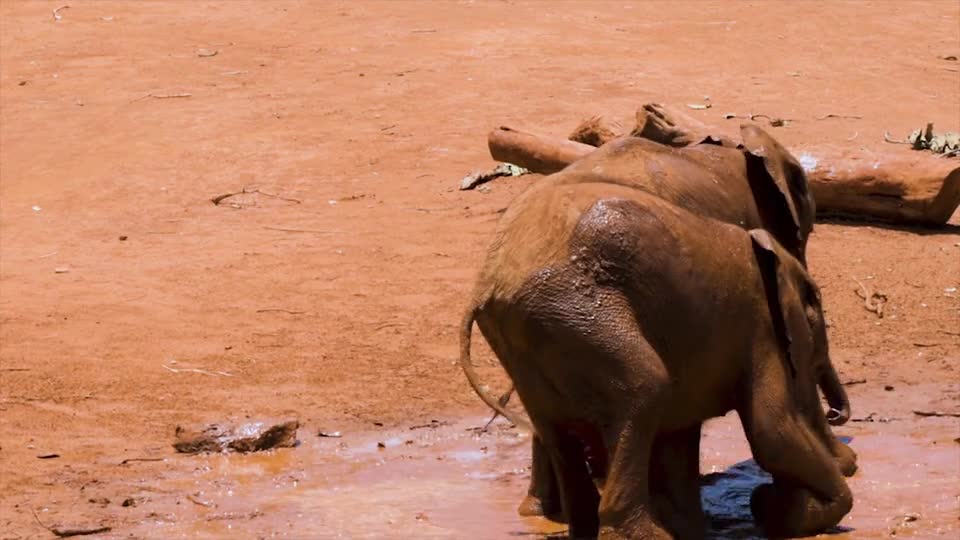 Baby elephant