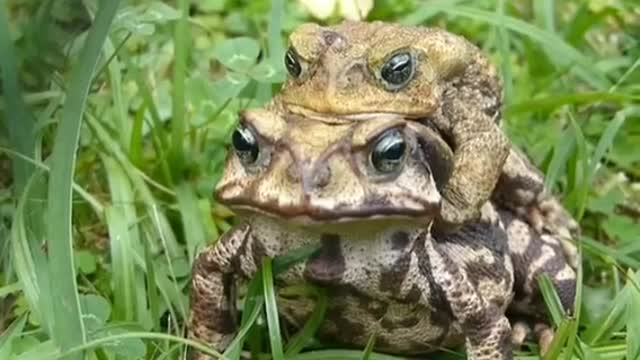 Embraced Frog Couple