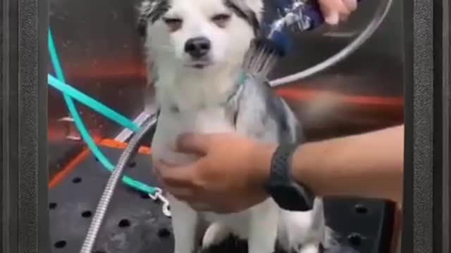 Dogs favorite part of day