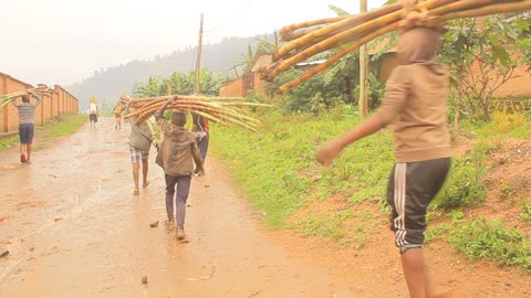 Working in sugar cane field