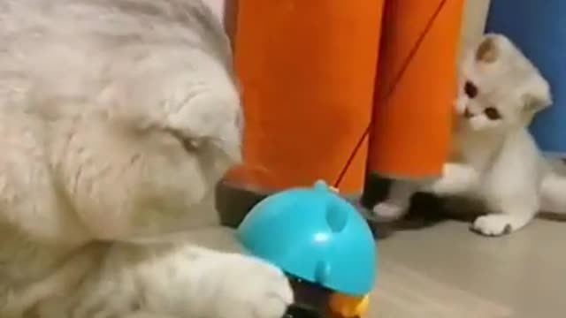 lovely cats.playing mischievous