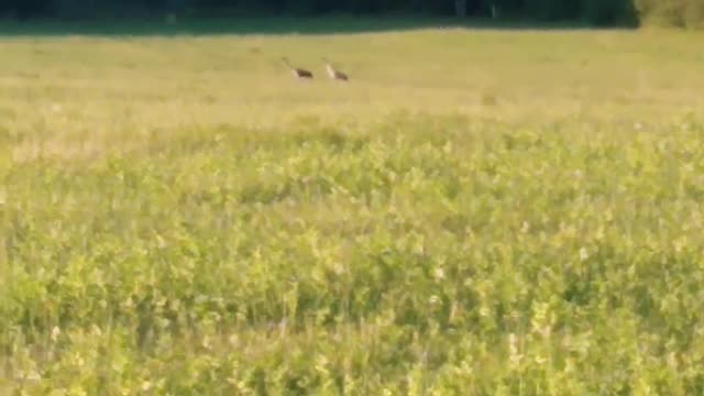 Sound of WILD nature😱😧 (cranes)