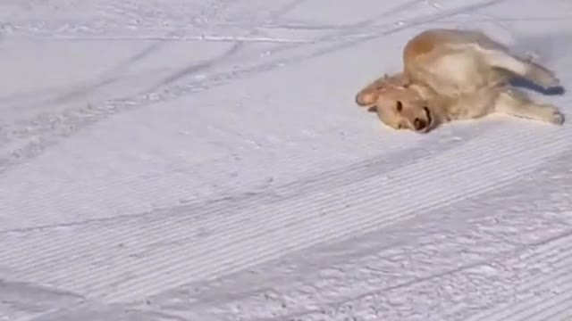 Cat Sliding on Snow l Funny Cats Videos