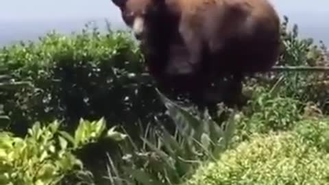 The pitiful big bear was chased by two puppies