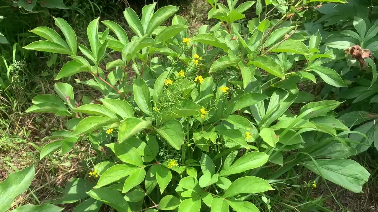 The taste of summer, the beautiful dance of flowers and plants