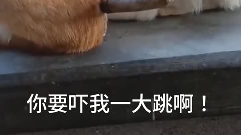Funny cats, short, video, comment, viral, America, England, comedy, short, beutiful, funny,