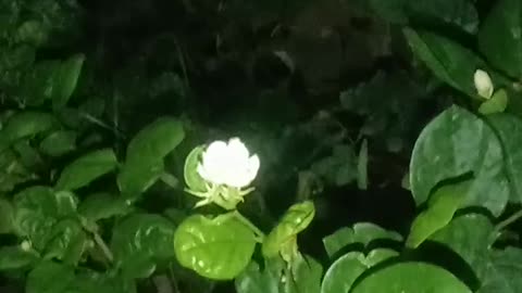MOST BEAUTIFUL LITTLE FLOWER