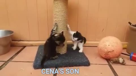 if your cat is John Cena!!! #2 😂 Funny Animals Videos 😂 2021 (watch till the end)