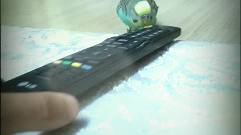 Music colorful bird playing with remote controller as it moves