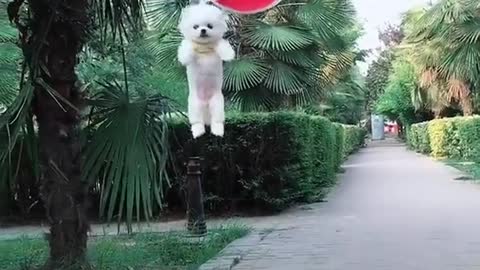 The dog dog can fly