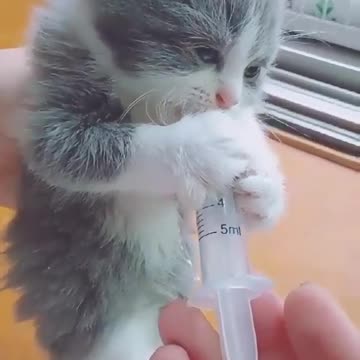 How to Feed Your Cat Funny cat