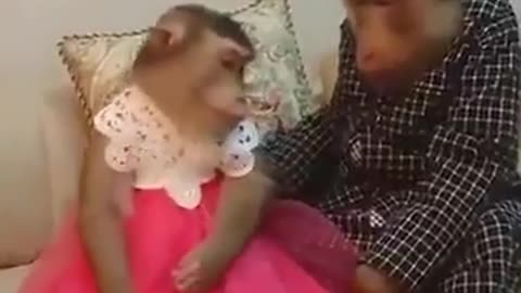 Monkey Funny video