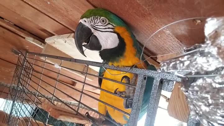 Golden Retriever and Macaw Vie For Dad's attention