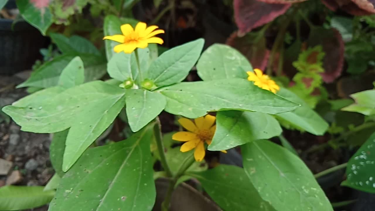 three beautiful yellow flowers