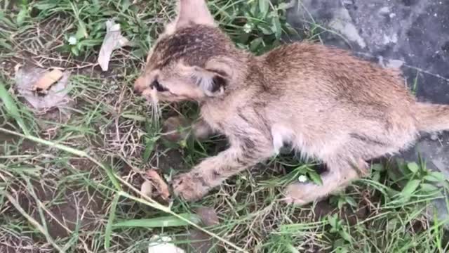 See a small kitten wandering around the street