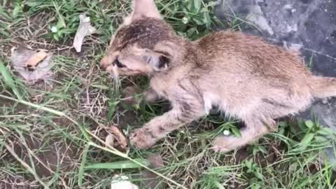 See a small kitten wandering around the street