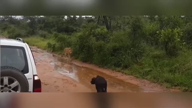 A female African buffalo defends her young a lioness trying to catch it