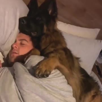 German Shepherd puppy adorably cuddles with owner