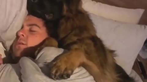 German Shepherd puppy adorably cuddles with owner