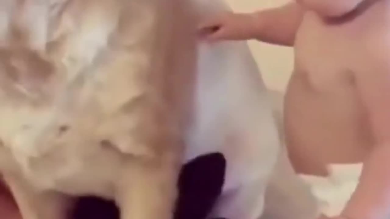 Cute Babies playing with Pets