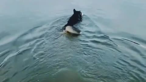 It's too hot, let the dog go for a swim in the lake to cool off.