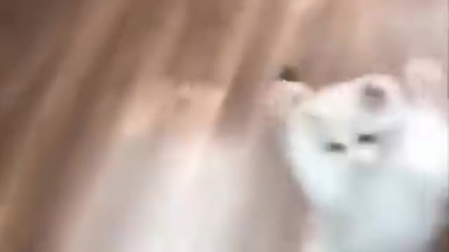 Cat Reactions-funny cats