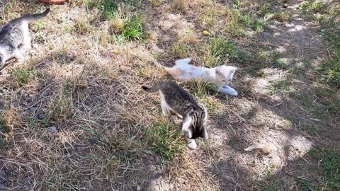 Mother caresses her kittens 🥰 Little kittens are playing.