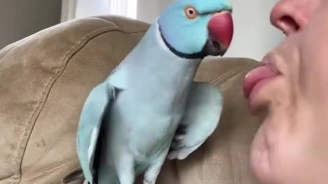 Talking Parrot Interacts Adorably With Owner