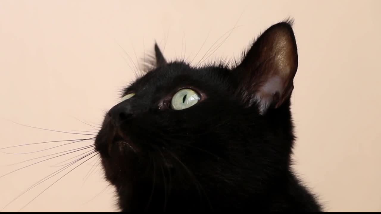 Cat Looking for the Flies