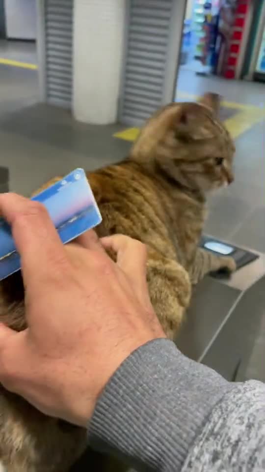 funny|prank|jokes|funny jokes|dad jokes|funny memes|funny video|fun|laughing|funny animal|knock