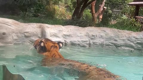 Tiger is alive under zoo