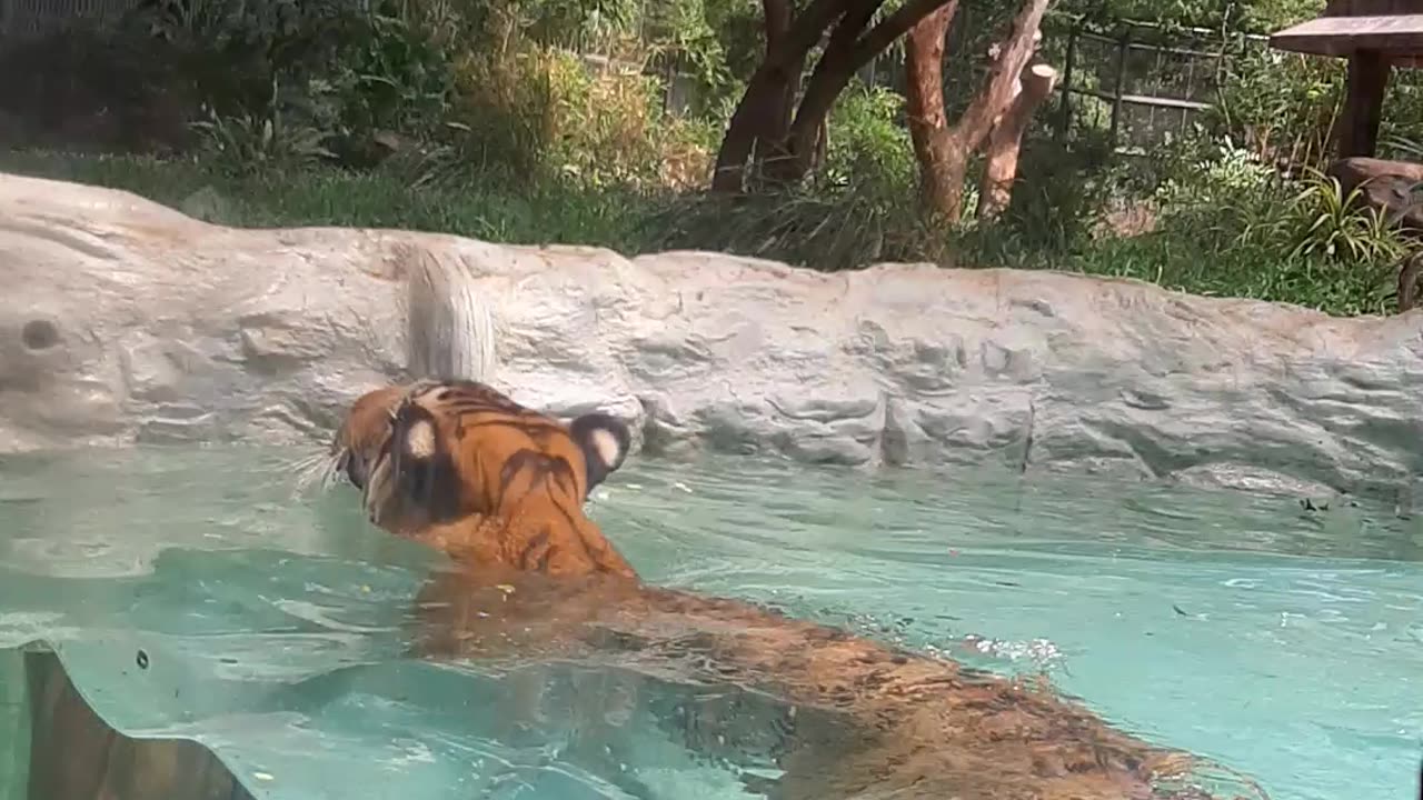 Tiger is alive under zoo