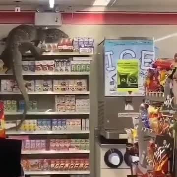 Encrivel dragao de cômodo