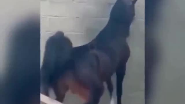 horse very crazy with jealousy