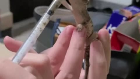 Baby lizard