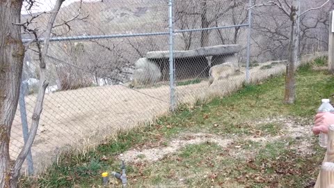 Me at Utah's Hogle Zoo