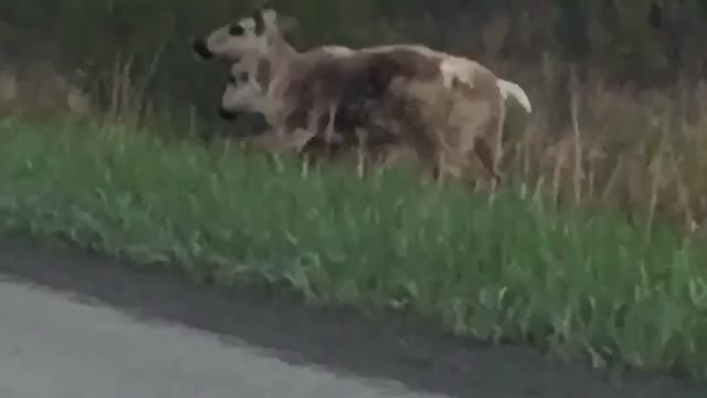 Man Herds Caribou off the Highway