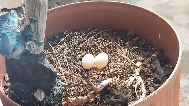 🕊 Mourning Dove Birdnest On my Back Porch 🥚🥚