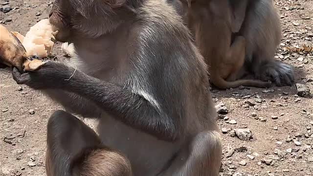 Monkey Eating Banana