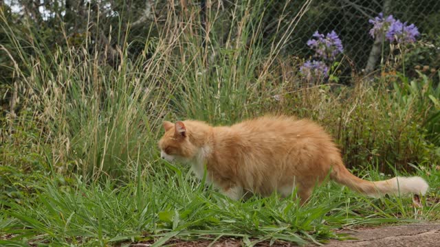 yellow cat eating grass