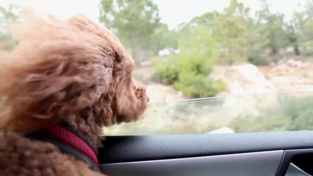 Incredible dog happiness in the car with the window rolled down #top