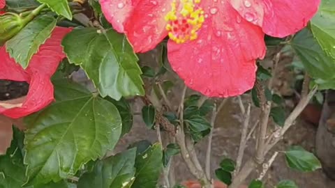 Beautiful flowers and scenery