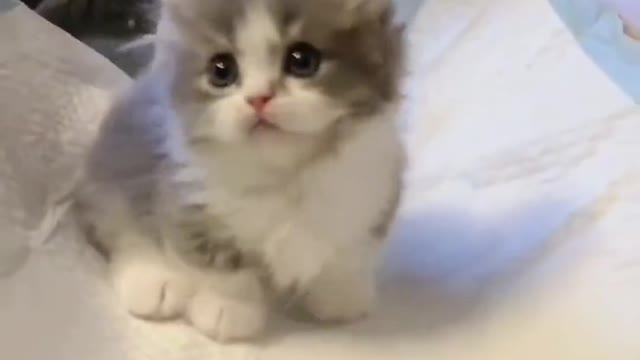 Such a lovely cat, I like cats very much, let me show you the gentle little cat