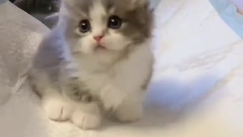 Such a lovely cat, I like cats very much, let me show you the gentle little cat