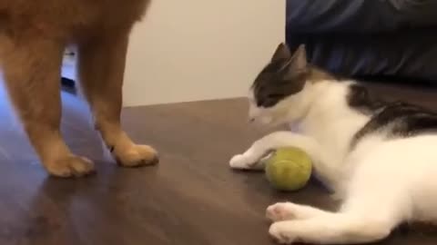 Cat or dog funny fight